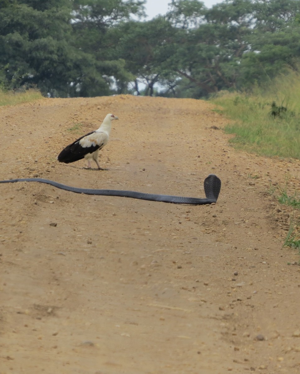 Palm-nut Vulture - Phil Gregory | Sicklebill Safaris | www.birder.travel