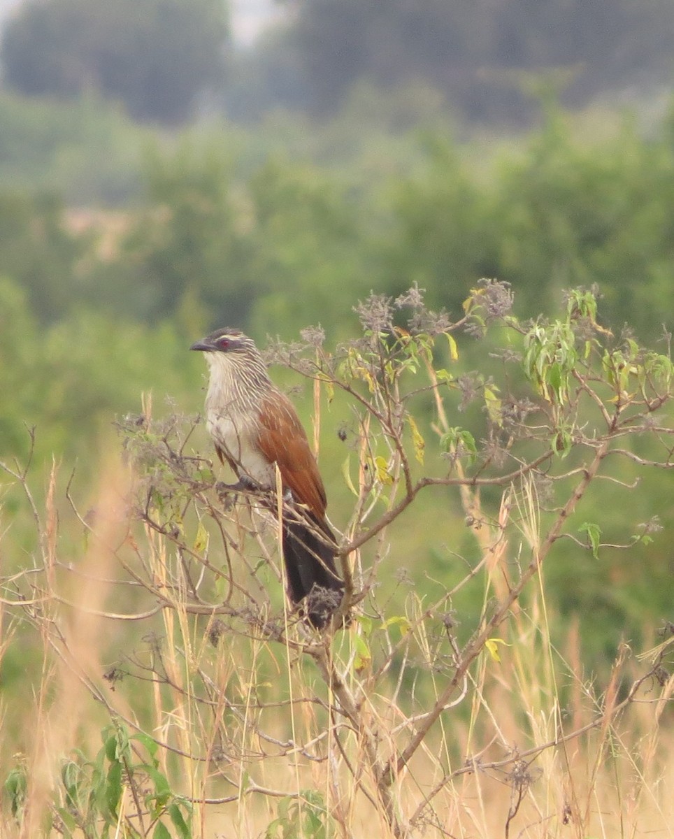 White-browed Coucal (White-browed) - ML205780361