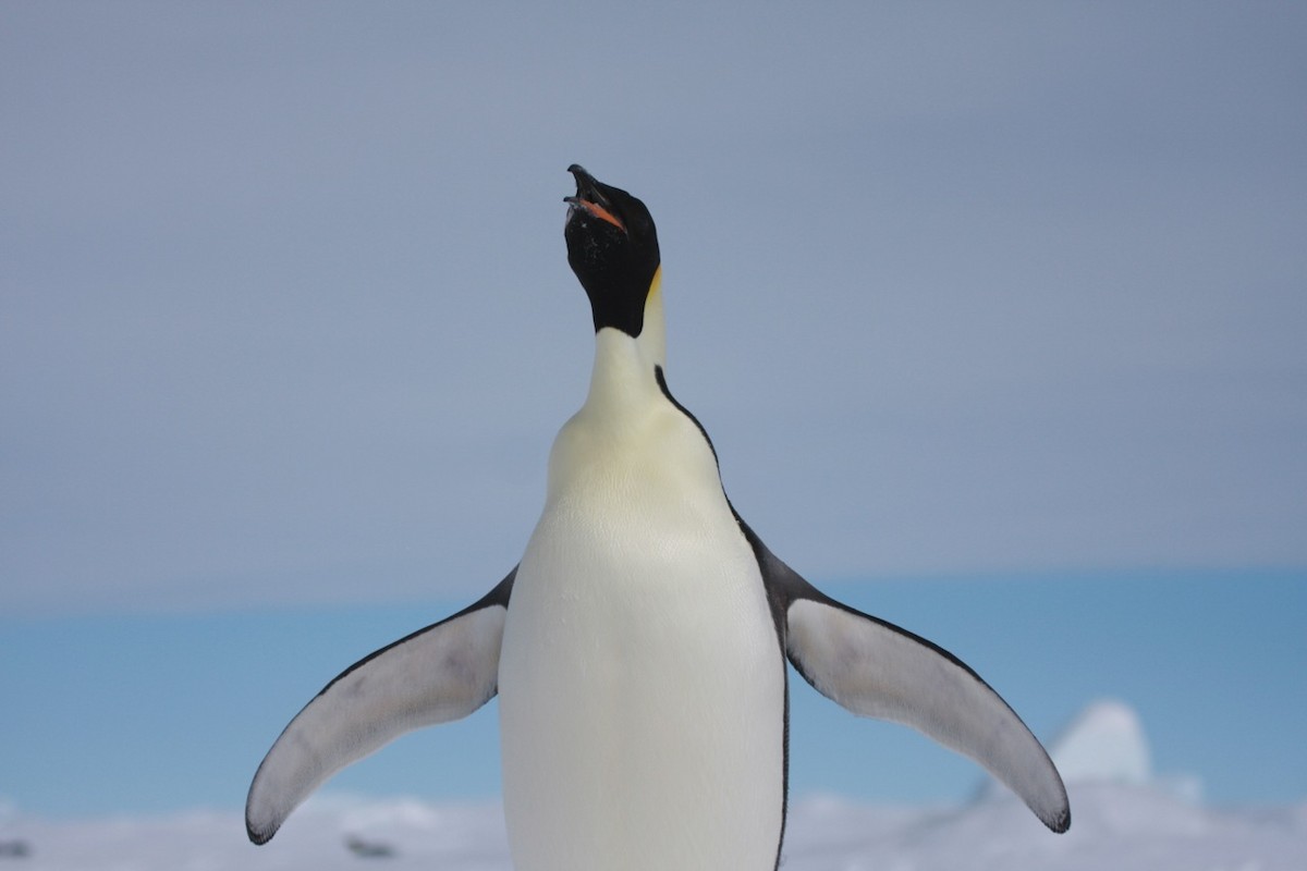 Emperor Penguin - Phil Gregory | Sicklebill Safaris | www.birder.travel