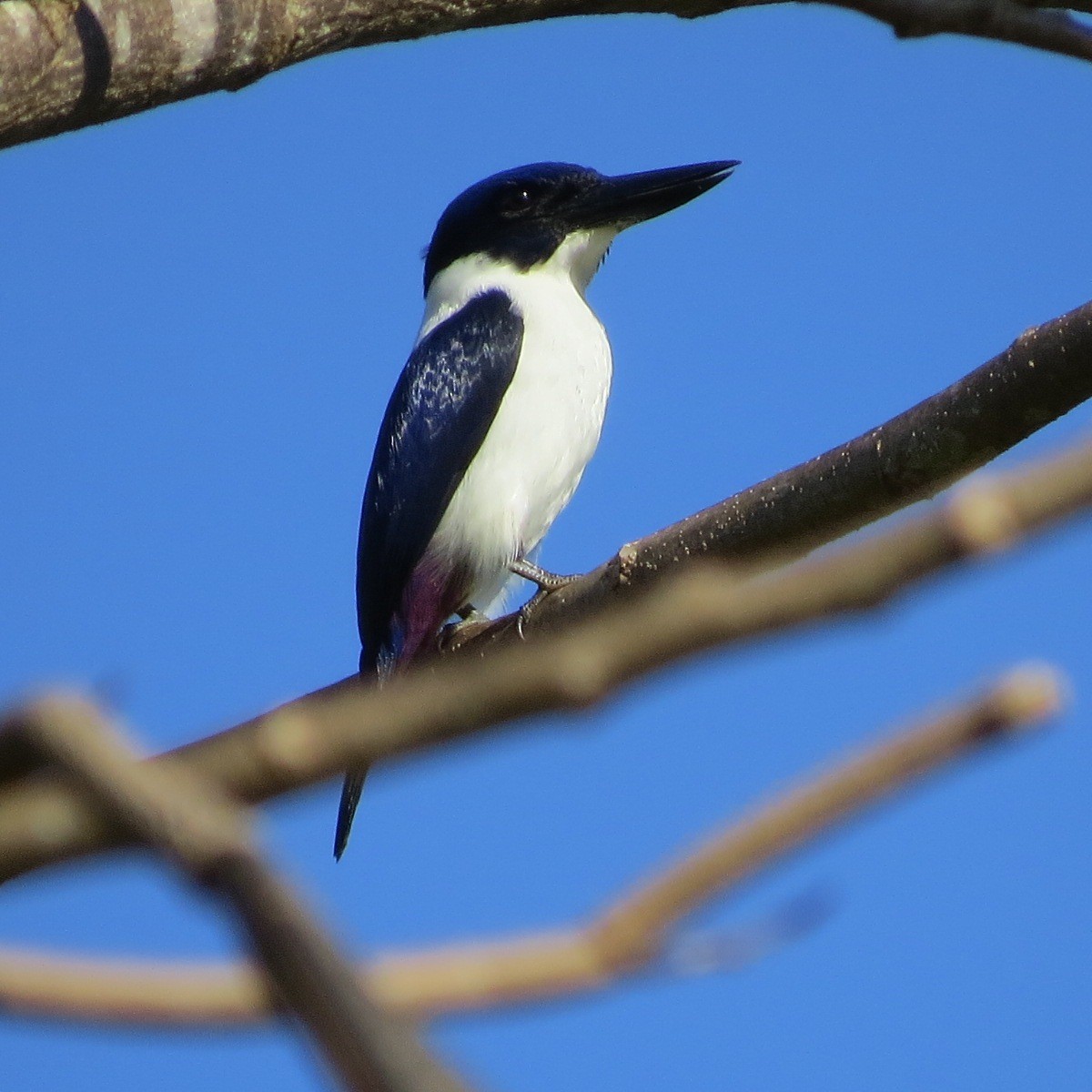Ultramarine Kingfisher - Phil Gregory | Sicklebill Safaris | www.birder.travel