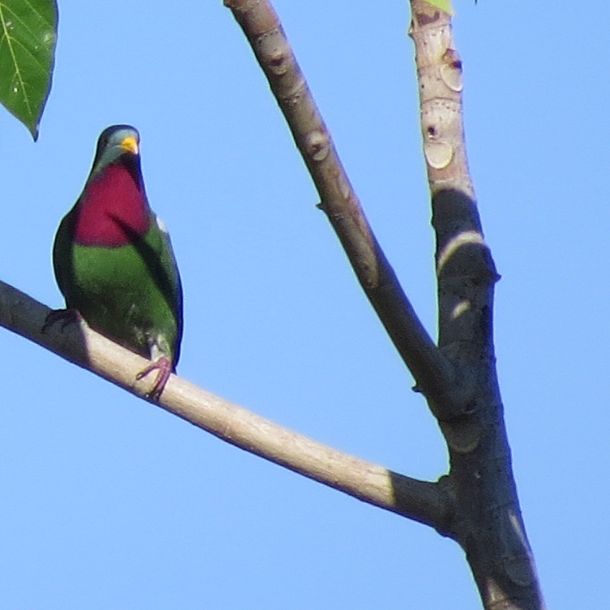Claret-breasted Fruit-Dove - ML205780441