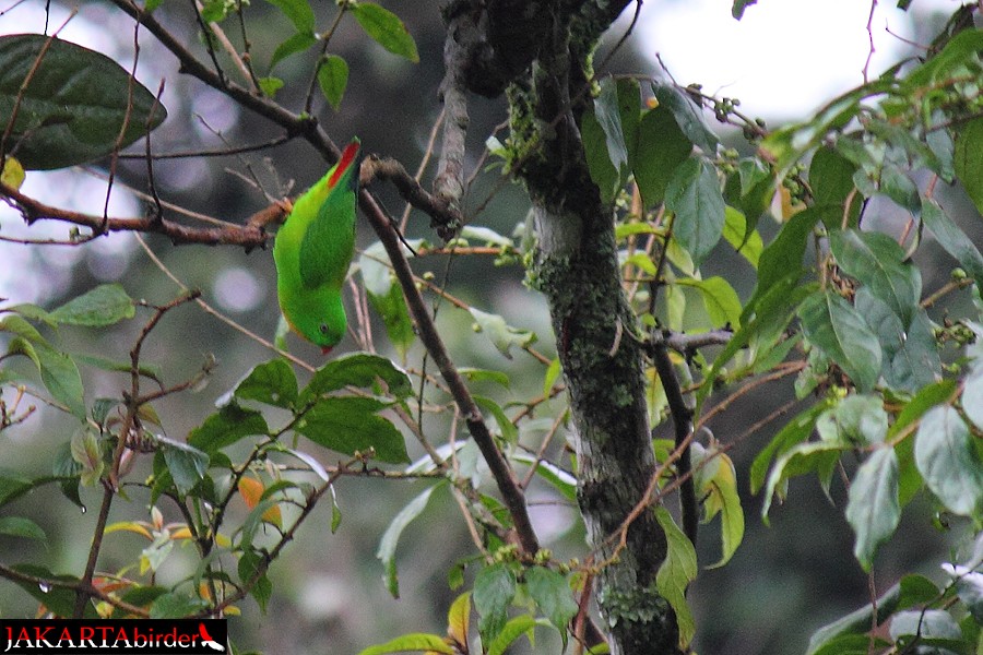 Yellow-throated Hanging-Parrot - ML205780581