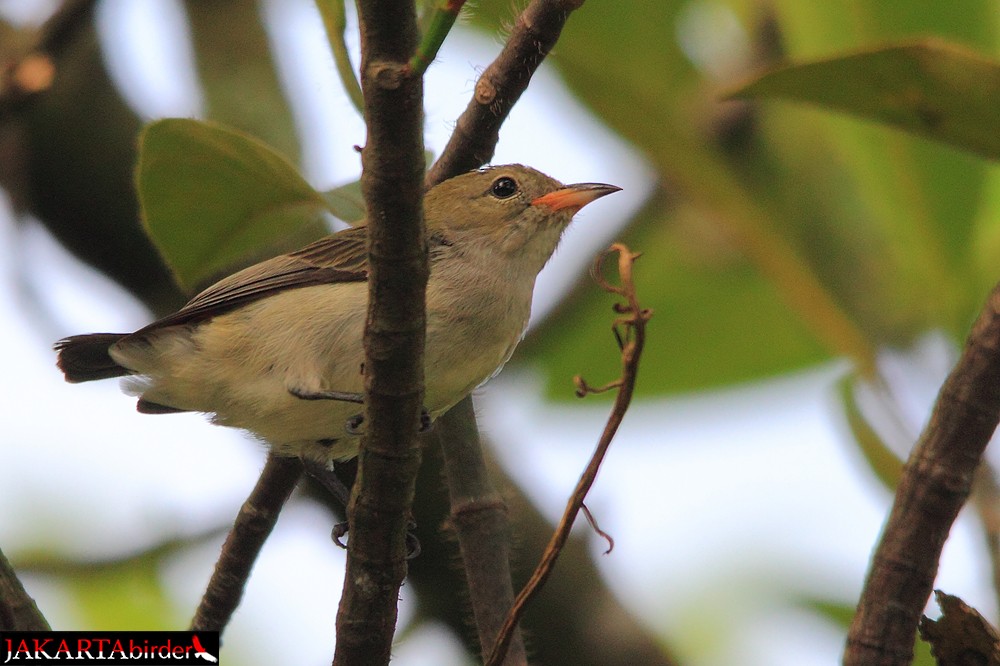 Scarlet-headed Flowerpecker - ML205780611