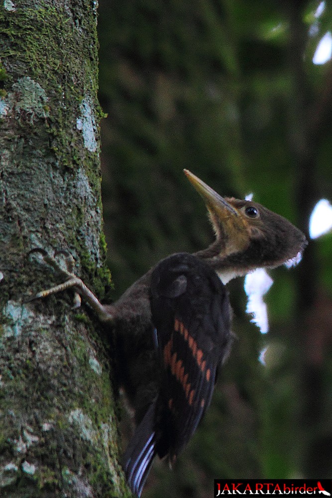 Orange-backed Woodpecker - ML205780671