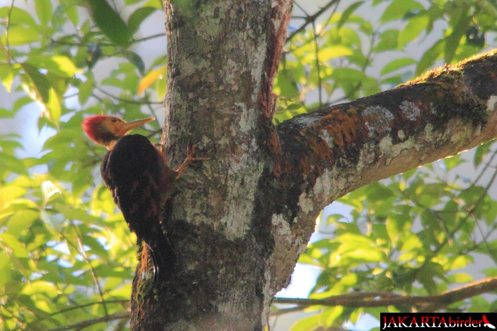 Orange-backed Woodpecker - ML205780681