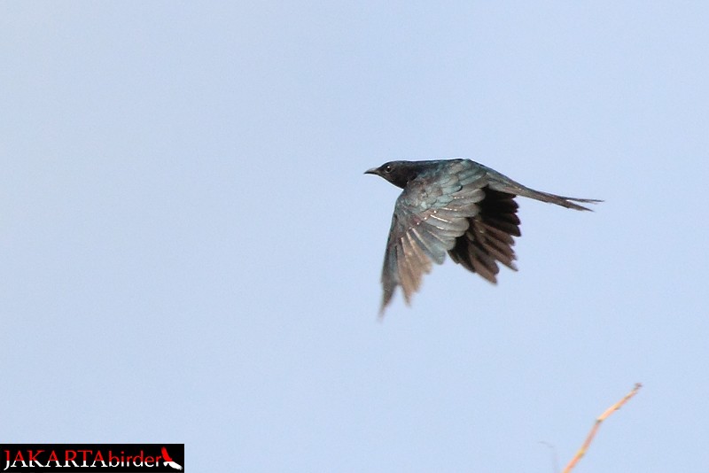 Square-tailed Drongo-Cuckoo - ML205780931