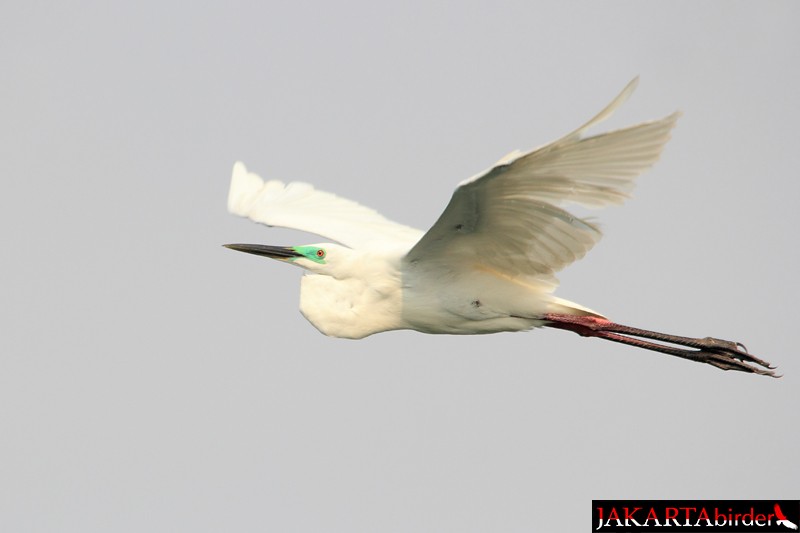 Great Egret (modesta) - Khaleb Yordan