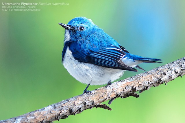 Ultramarine Flycatcher, Little Cute And Beautiful Blue Bird