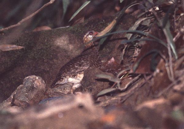 Scaly-breasted Partridge (Green-legged) - James Eaton