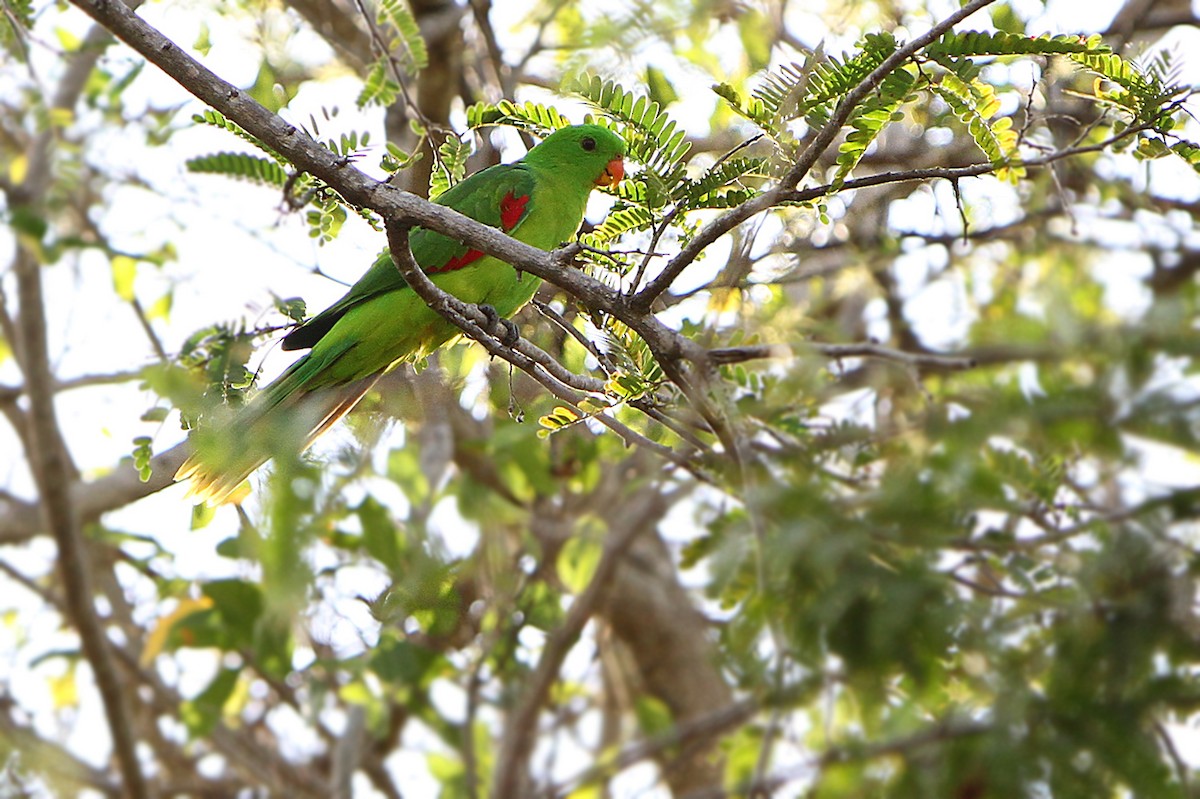 Olive-shouldered Parrot - James Eaton