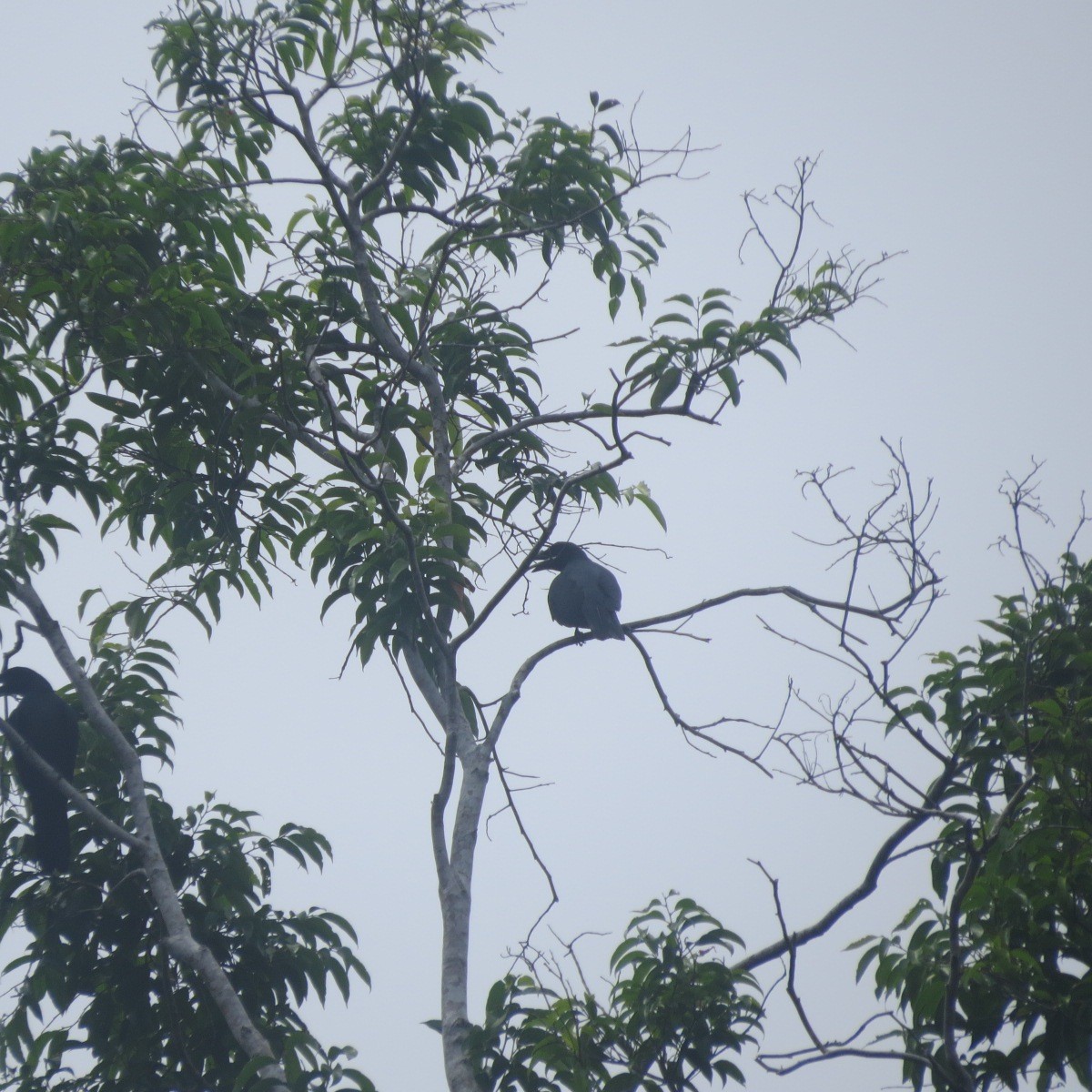 North Melanesian Cuckooshrike - Phil Gregory | Sicklebill Safaris | www.birder.travel