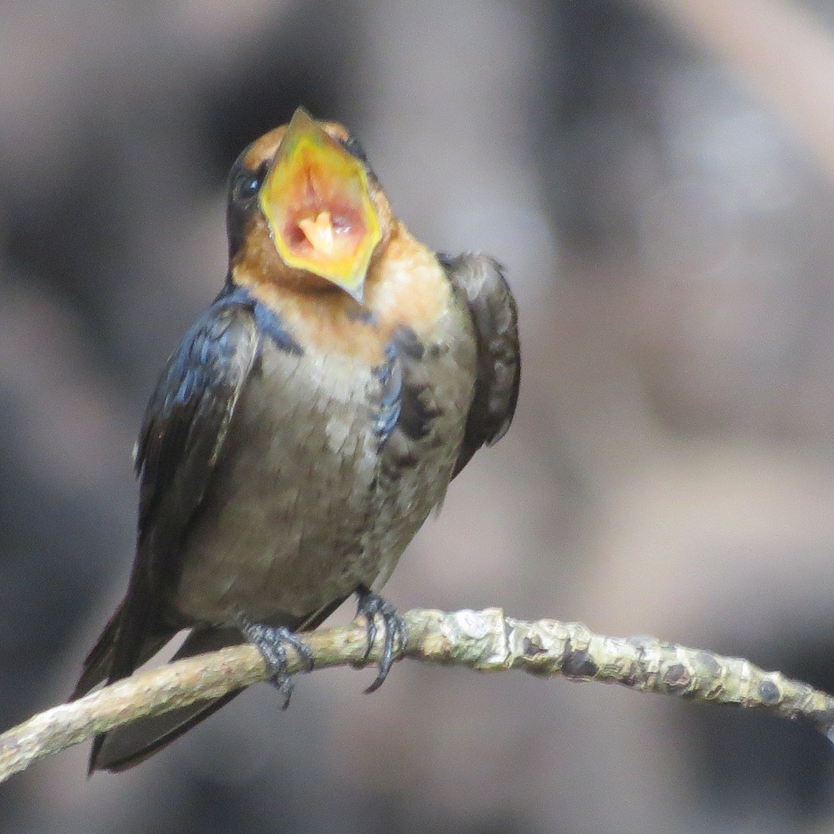 Pacific Swallow (Pacific) - Phil Gregory | Sicklebill Safaris | www.birder.travel