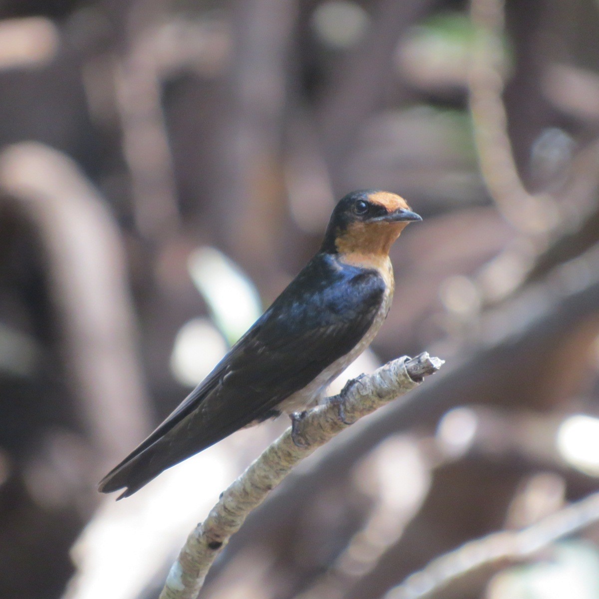 Pacific Swallow (Pacific) - Phil Gregory | Sicklebill Safaris | www.birder.travel