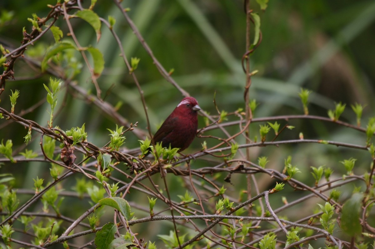 Taiwan Rosefinch - Phil Gregory | Sicklebill Safaris | www.birder.travel