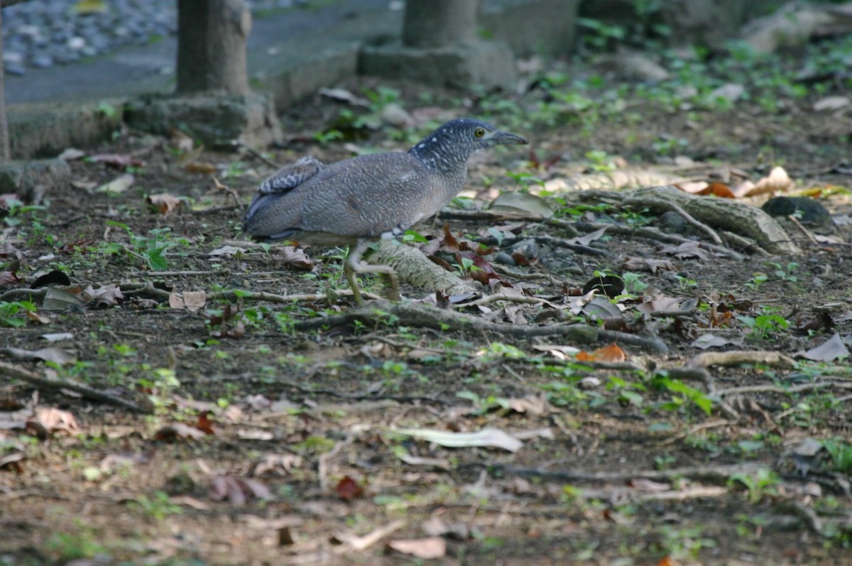 Malayan Night Heron - Phil Gregory | Sicklebill Safaris | www.birder.travel