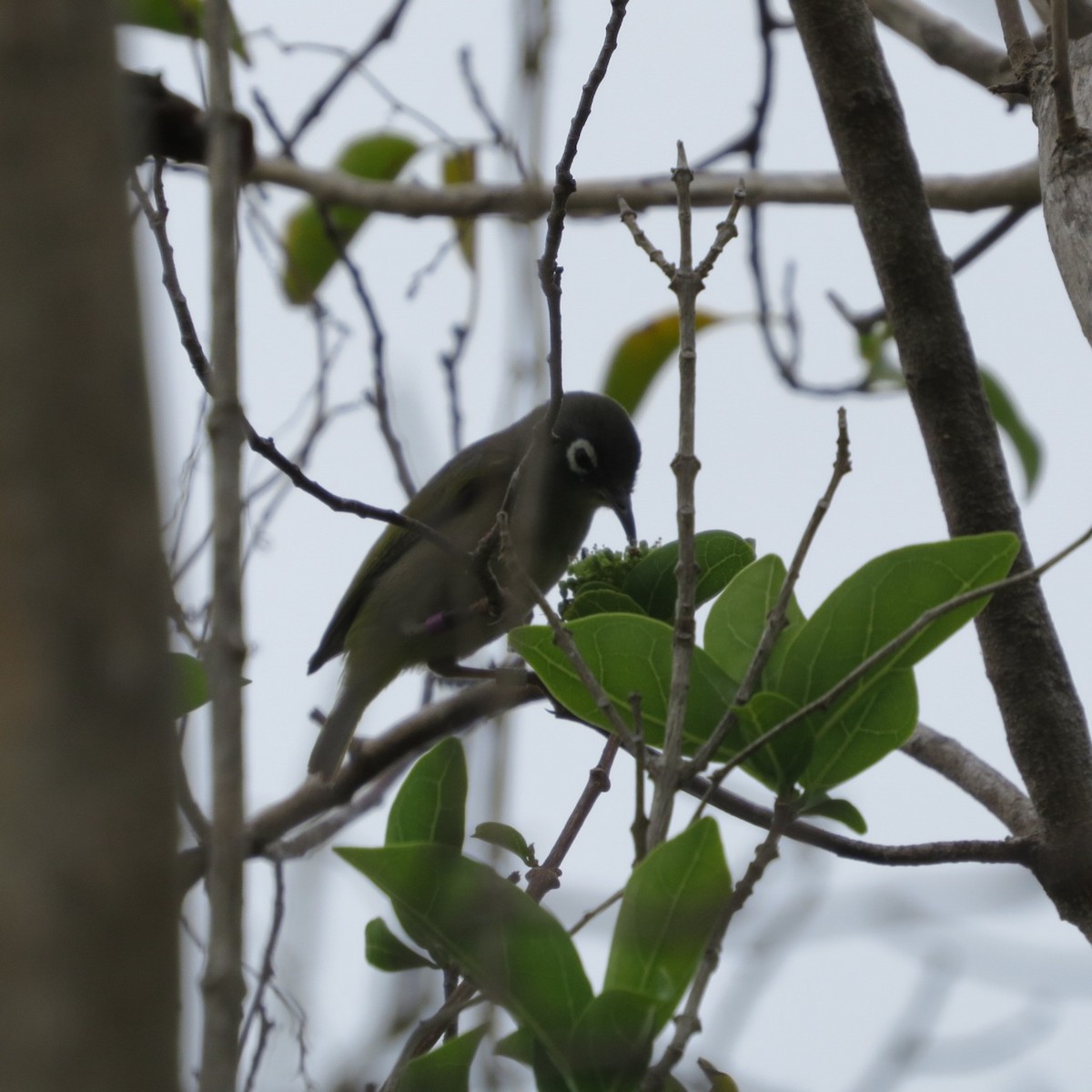 Mauritius-Olivbrillenvogel - ML205782811