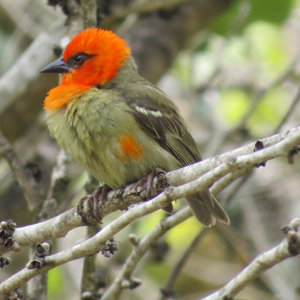 Mauritius Fody - Phil Gregory | Sicklebill Safaris | www.birder.travel