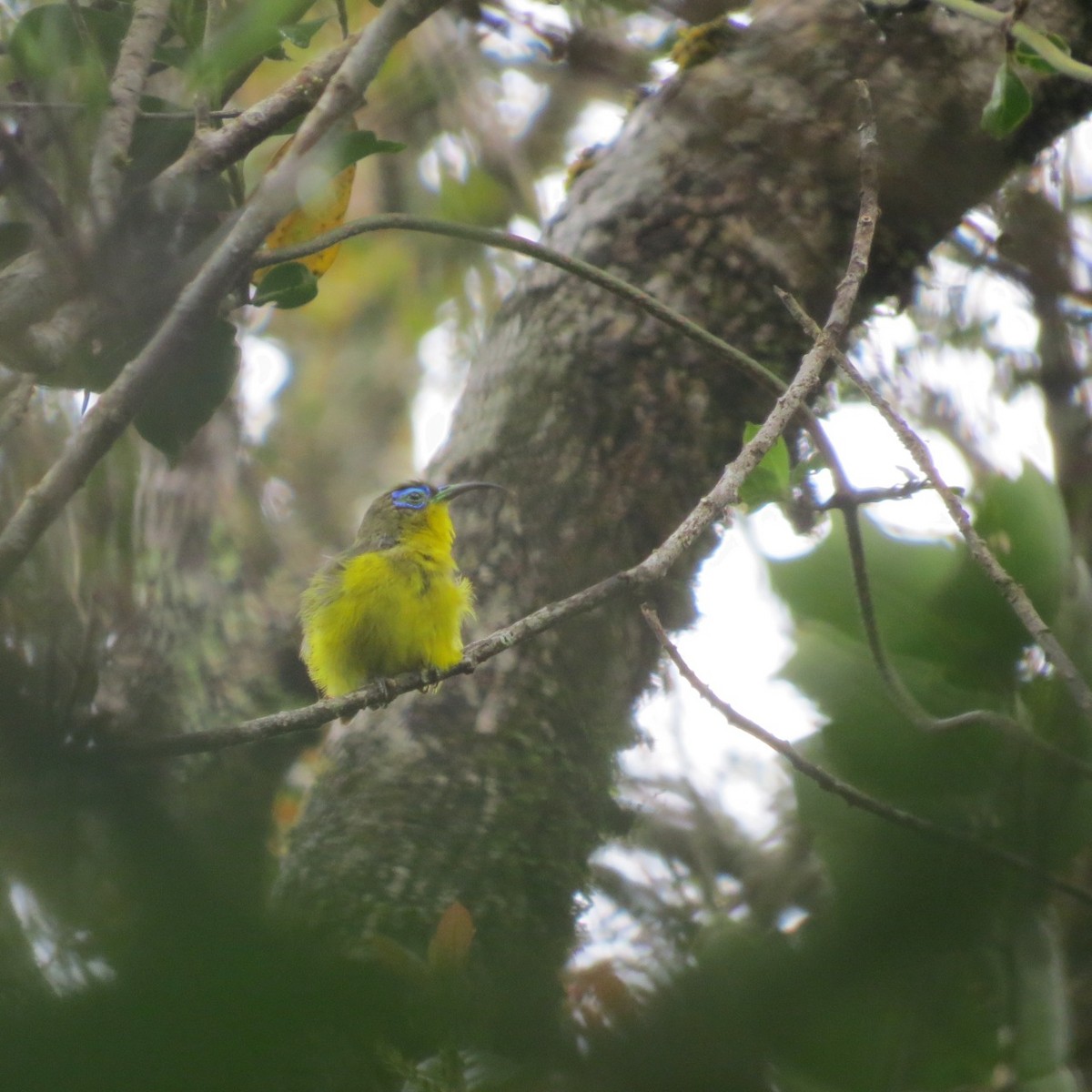 Yellow-bellied Sunbird-Asity - Phil Gregory | Sicklebill Safaris | www.birder.travel