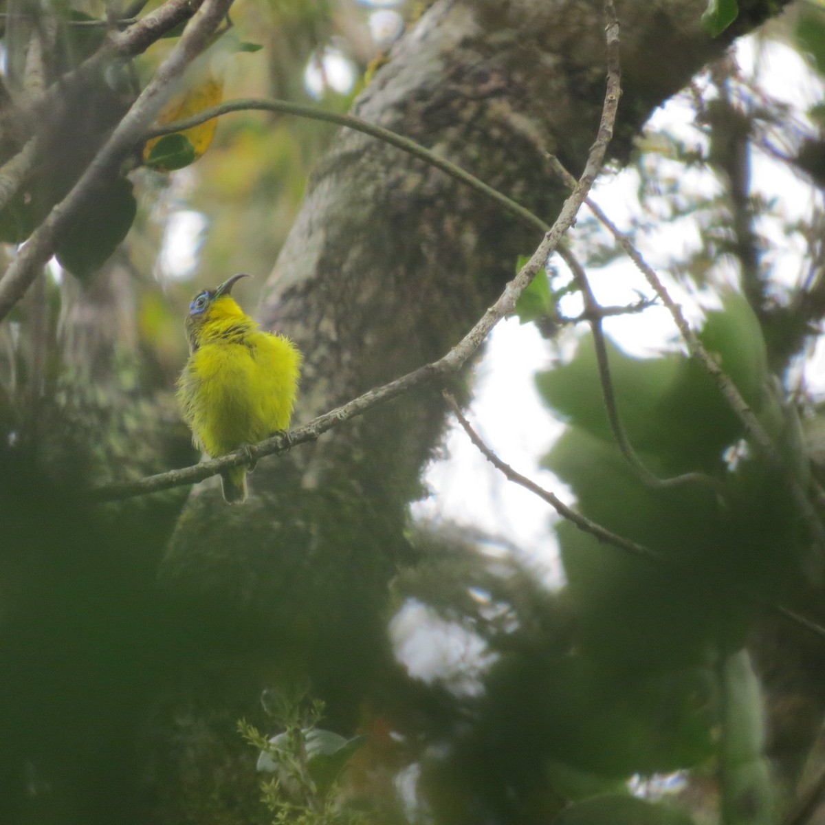 Yellow-bellied Sunbird-Asity - ML205782901