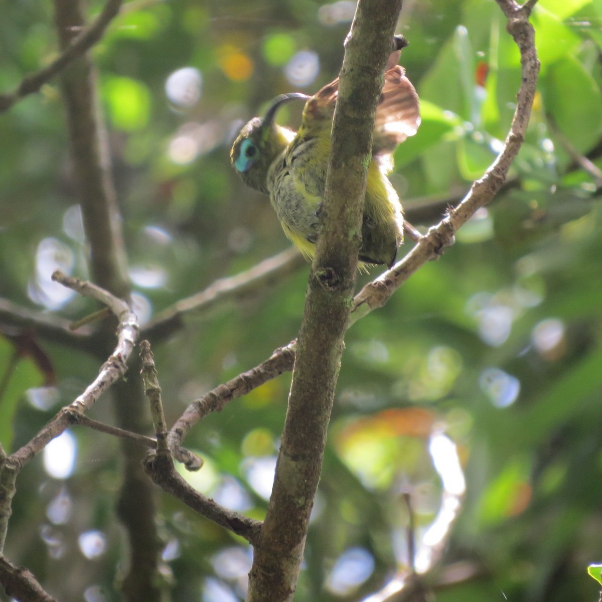 Common Sunbird-Asity - Phil Gregory | Sicklebill Safaris | www.birder.travel