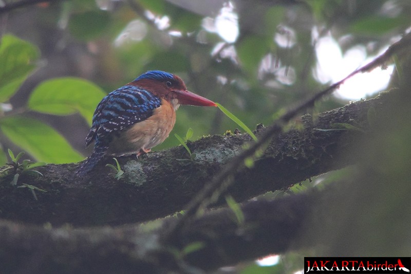 Banded Kingfisher (Banded) - ML205782981