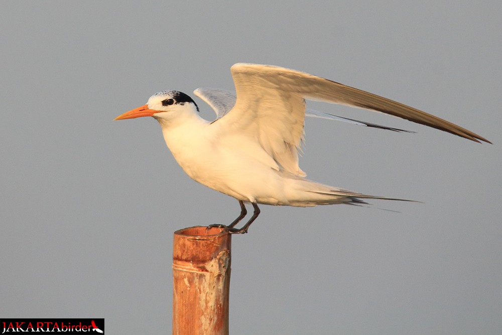 Lesser Crested Tern - Khaleb Yordan