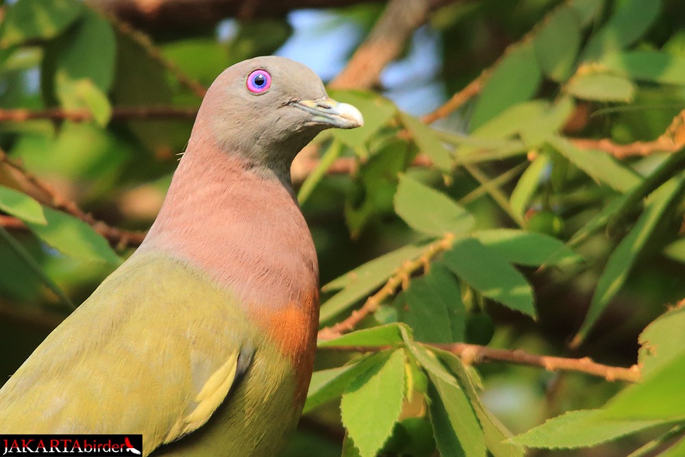 Pink-necked Green-Pigeon - ML205783161