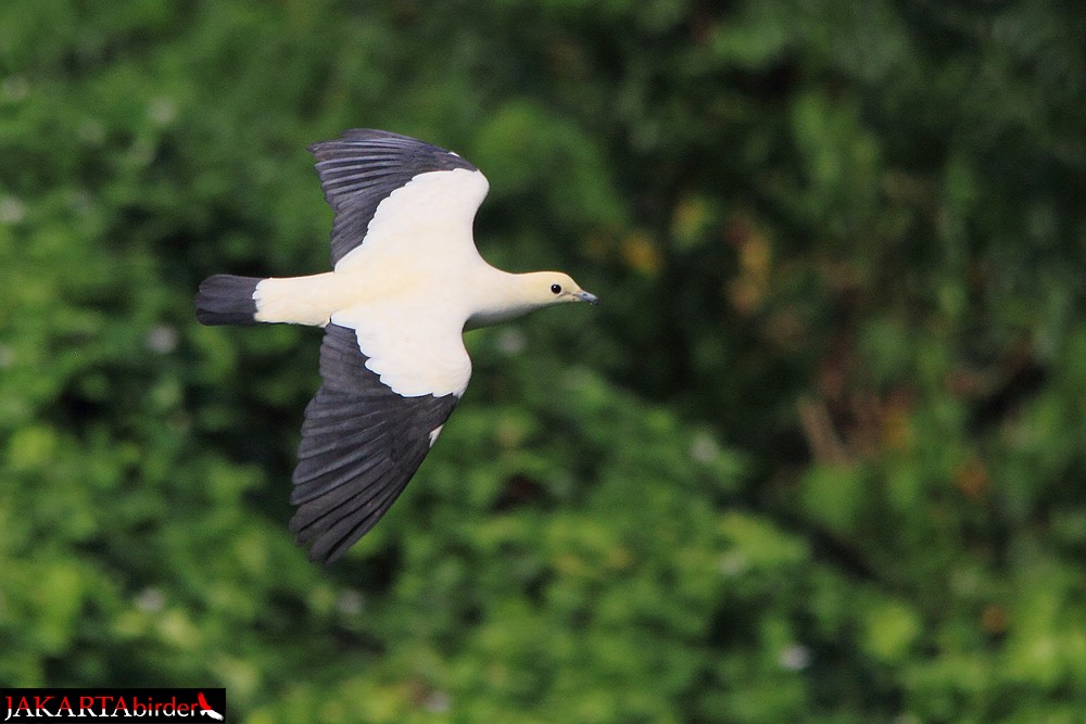 Pied Imperial-Pigeon - ML205783371