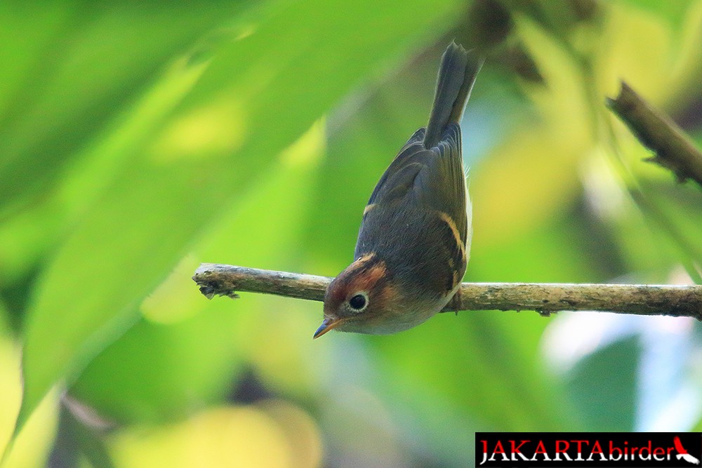 Sunda Warbler (Javan) - Khaleb Yordan