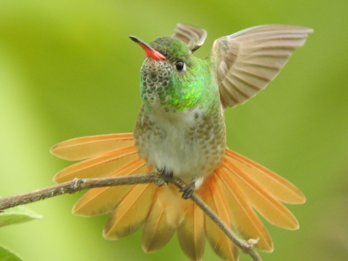 Amazilia Hummingbird (White-throated) - Agustin Carrasco