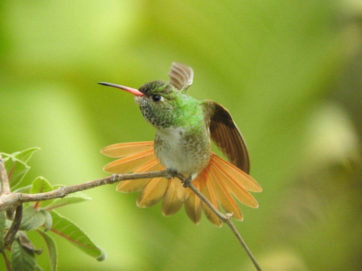 Amazilia Hummingbird (White-throated) - ML205783681