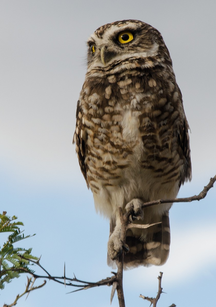 Burrowing Owl (Littoral) - Daniel Pacheco Osorio
