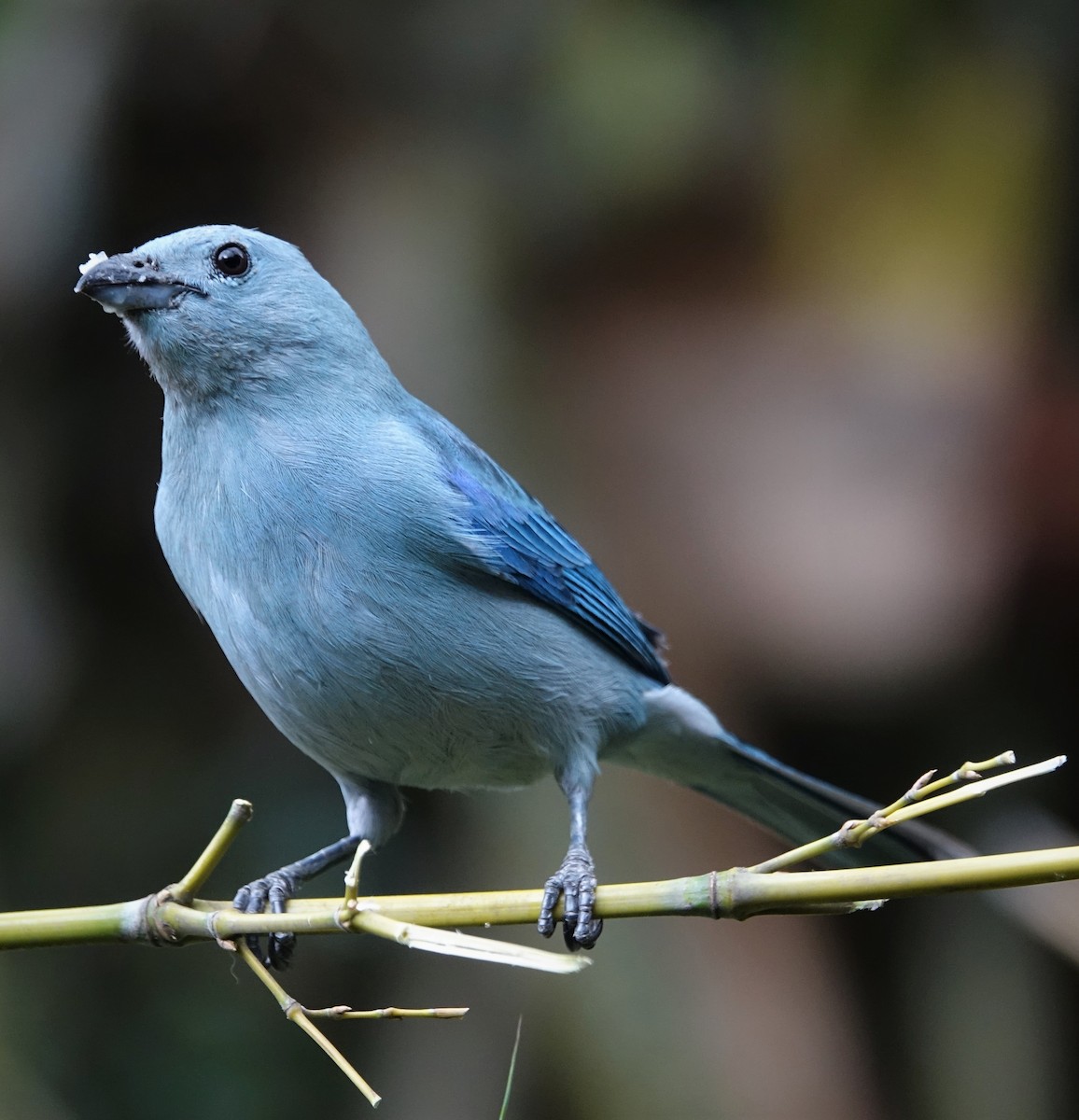 Blue-gray Tanager (White-edged) - Daniel Pacheco Osorio