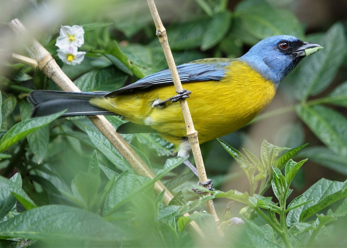 Blue-and-yellow Tanager - ML205783861