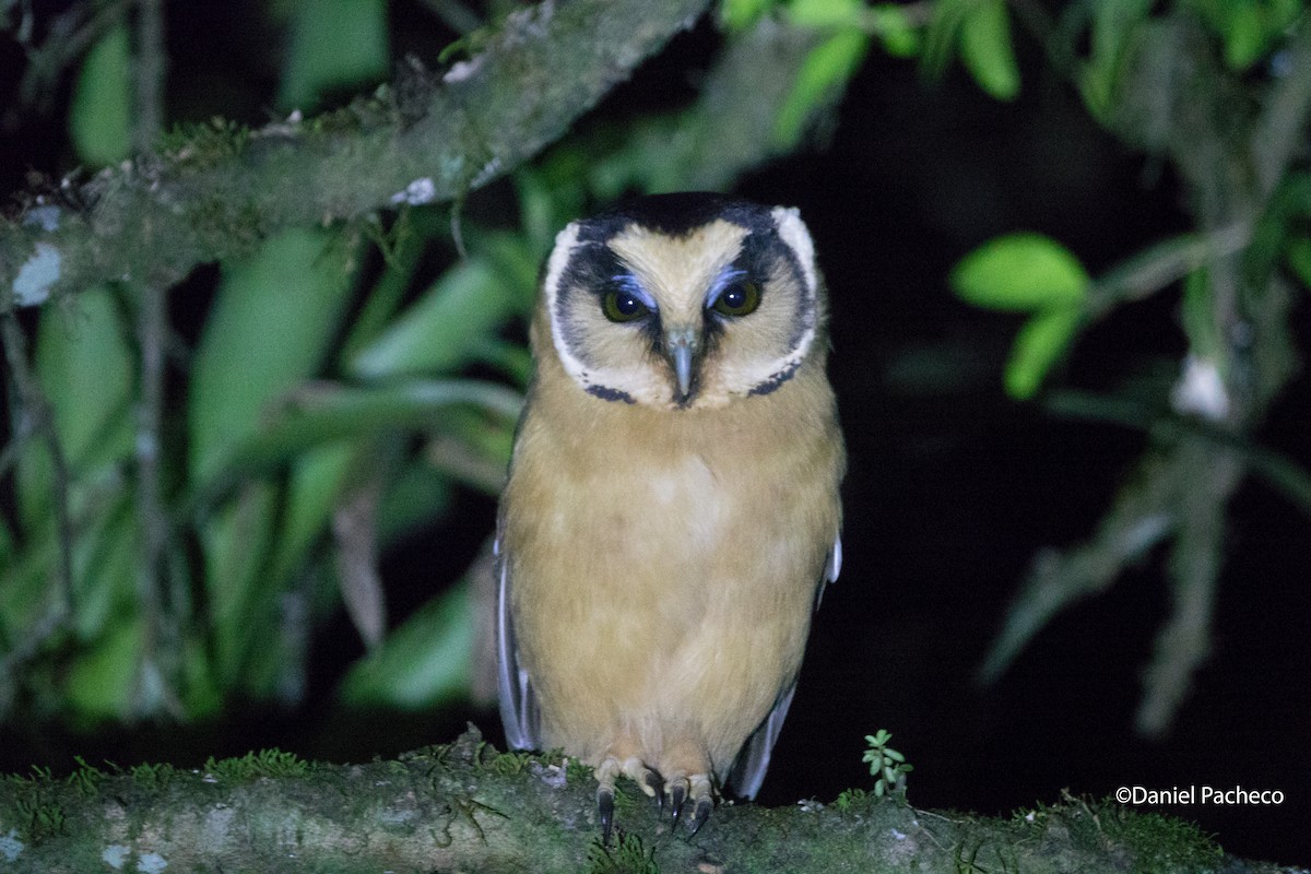Buff-fronted Owl - Daniel Pacheco Osorio