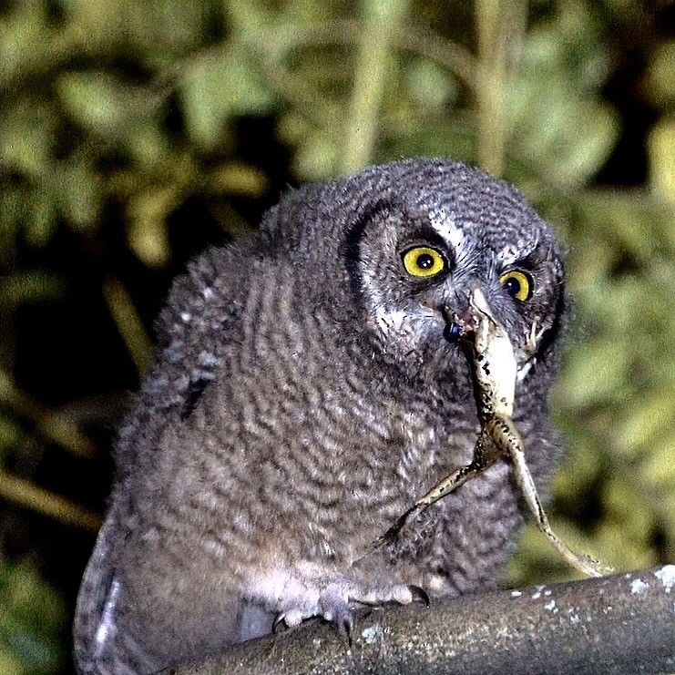 Koepcke's Screech-Owl - ML205783911
