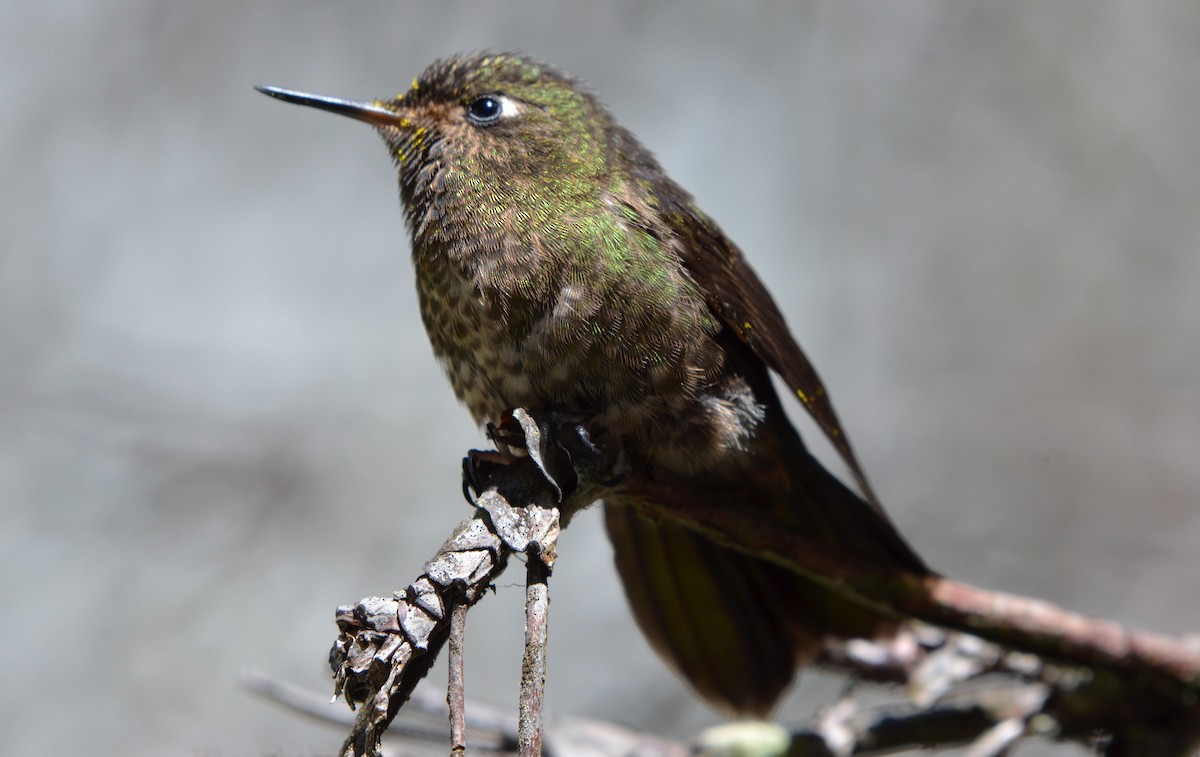 Violet-throated Metaltail - ML205783961