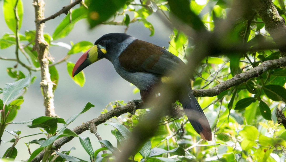 Gray-breasted Mountain-Toucan - ML205783971