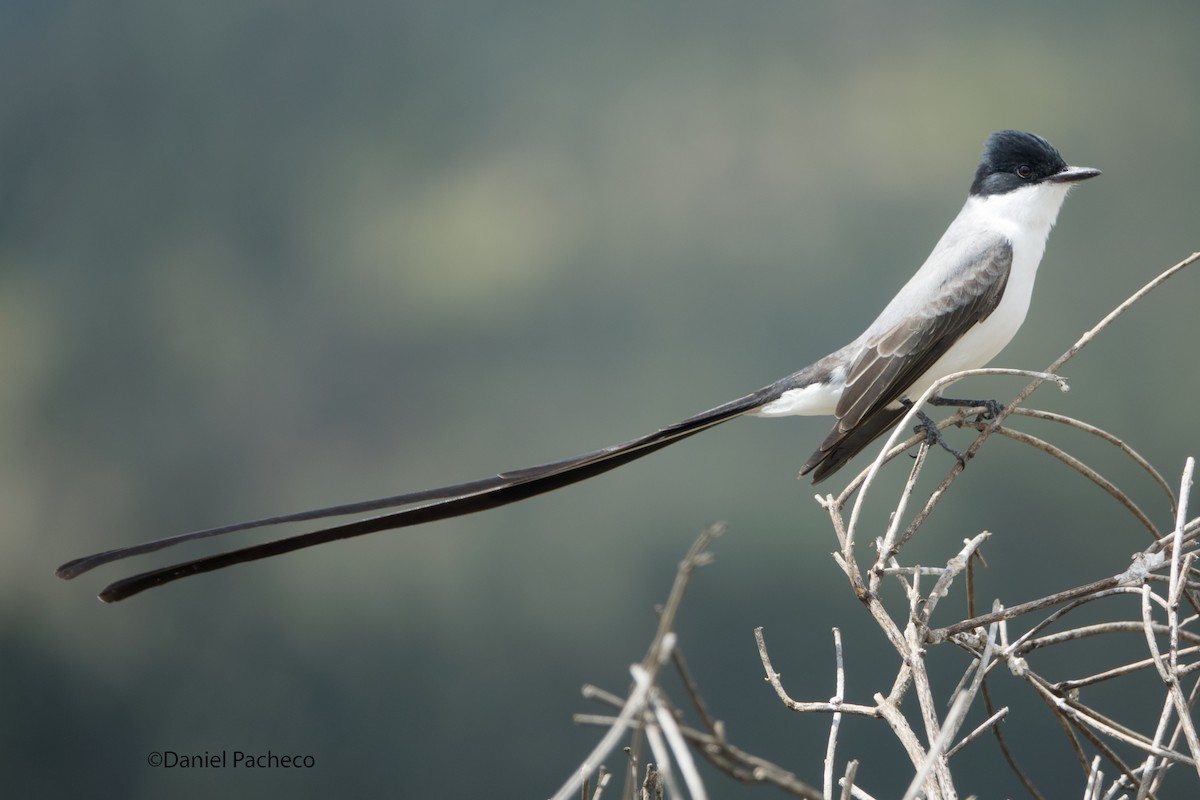 Fork-tailed Flycatcher (savana) - ML205784001
