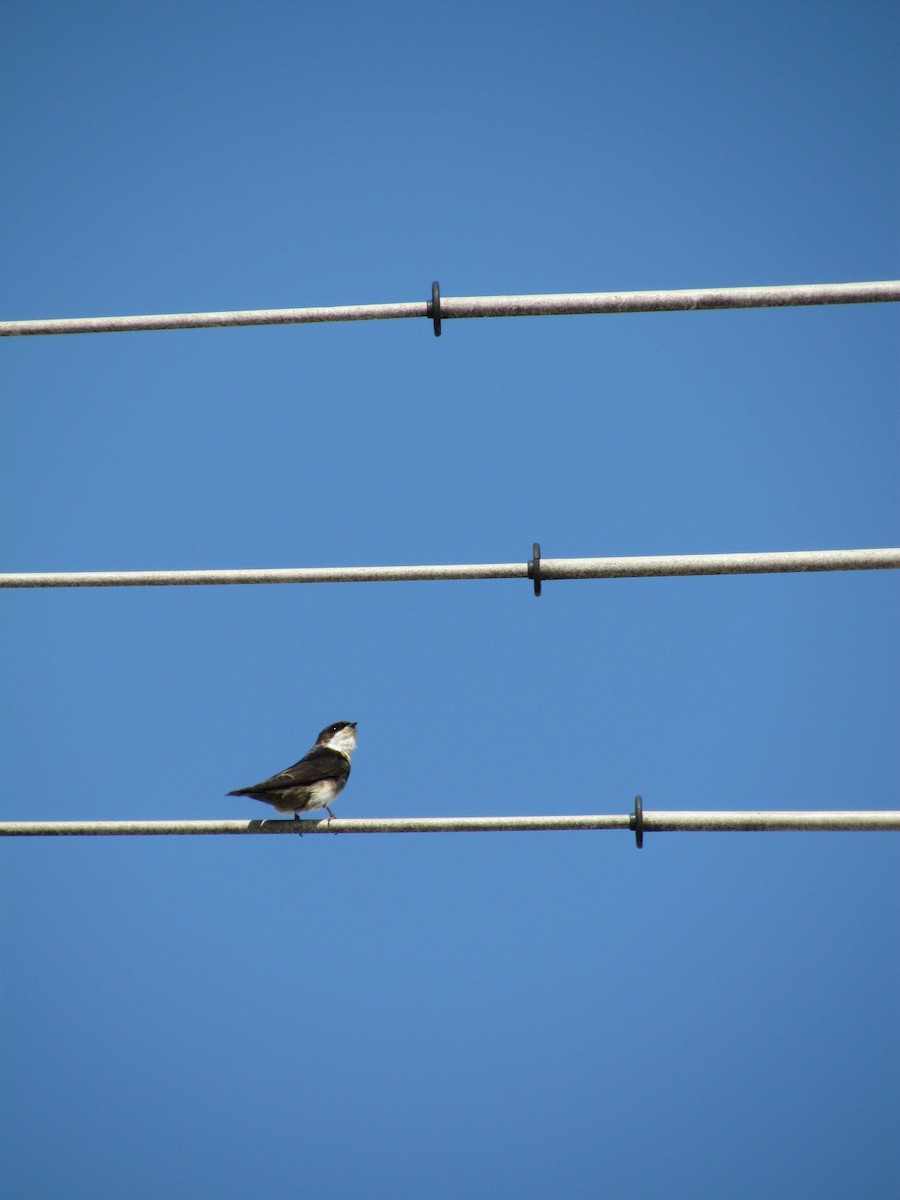 Blue-and-white Swallow - ML205784151