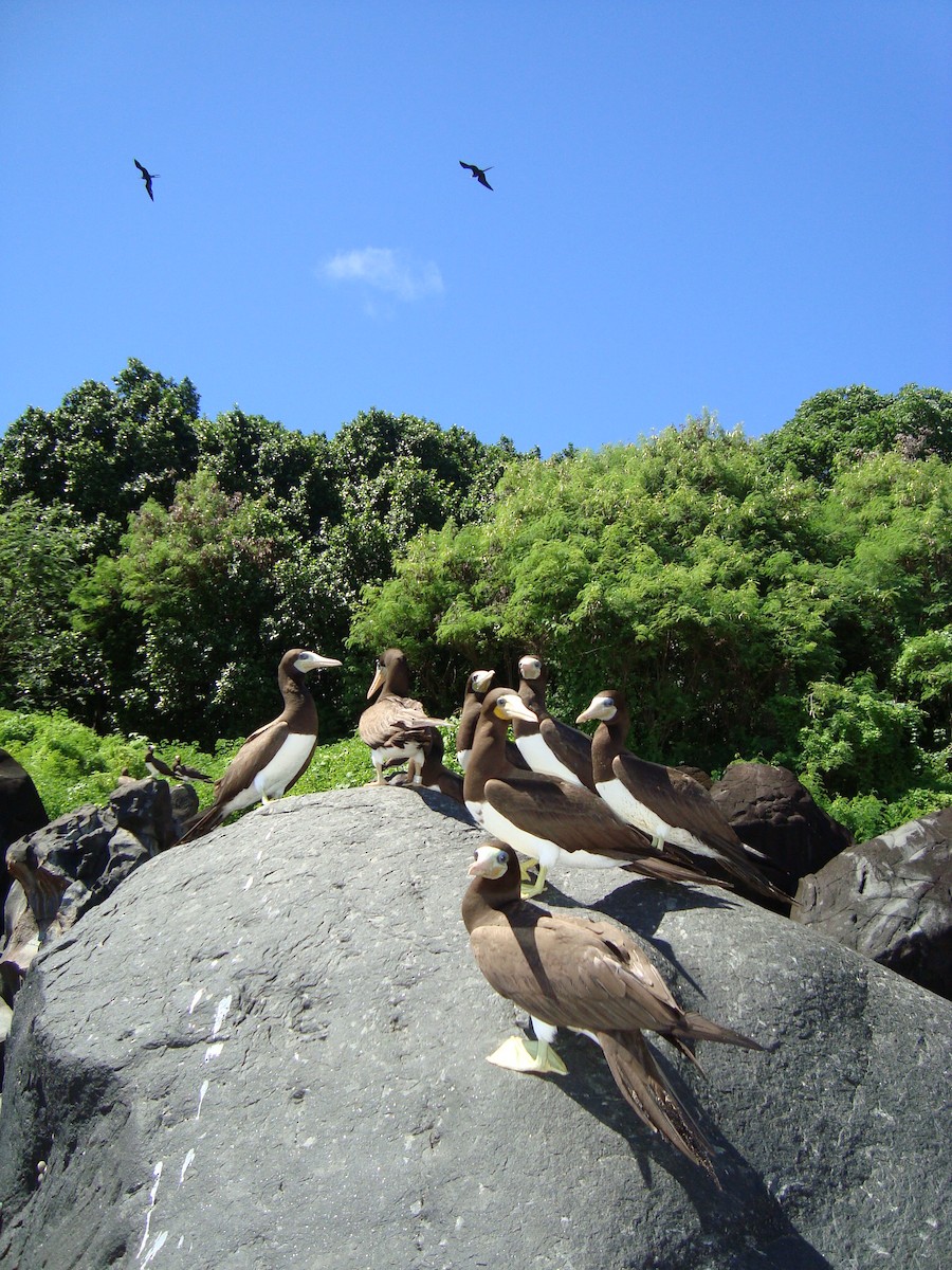 Brown Booby - ML205784181