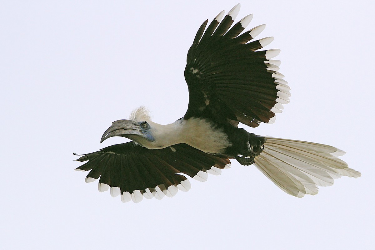 White-crowned Hornbill - James Eaton
