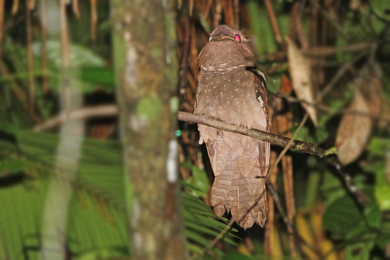 Dulit Frogmouth - ML205784431