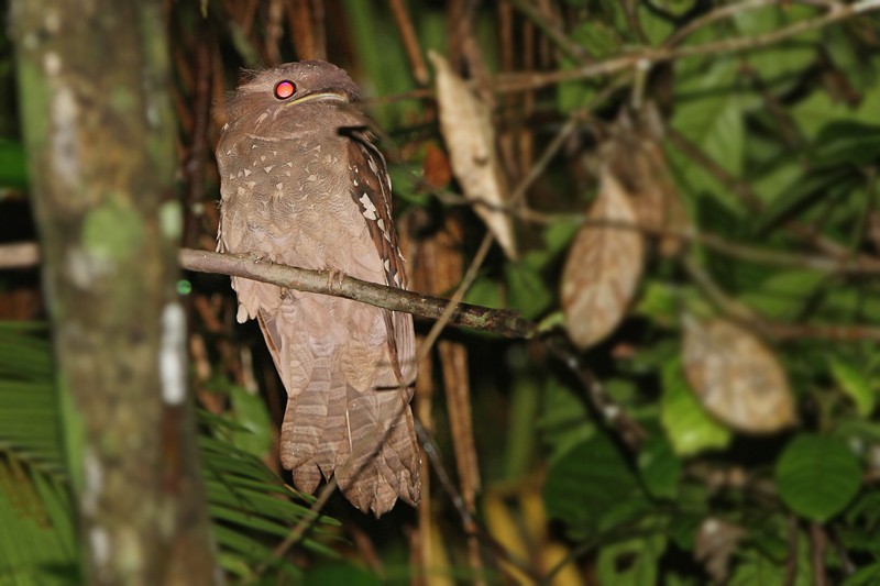 Dulit Frogmouth - ML205784441