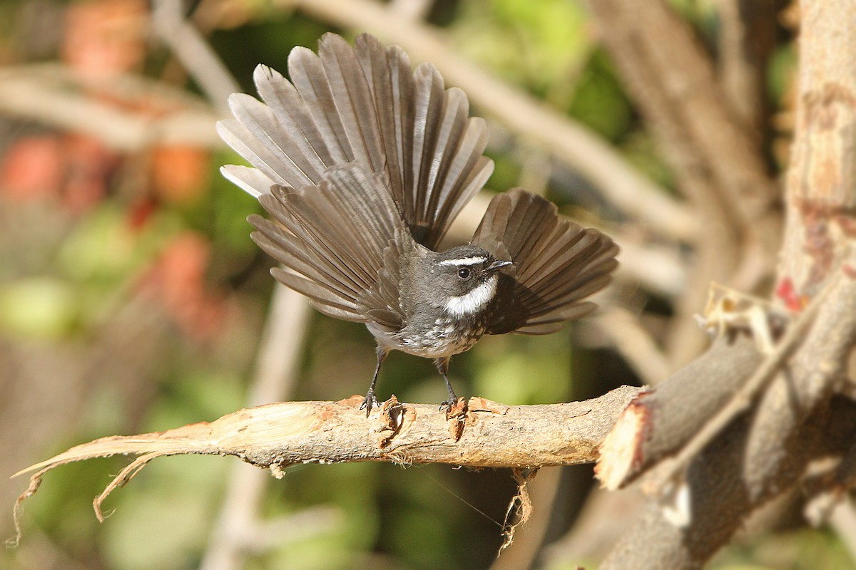 Spot-breasted Fantail - James Eaton