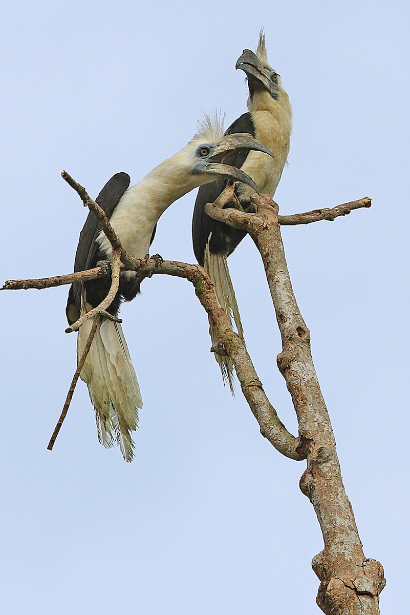White-crowned Hornbill - James Eaton
