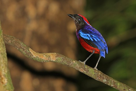 Garnet Pitta - Erythropitta granatina - Media Search - Macaulay Library and  eBird