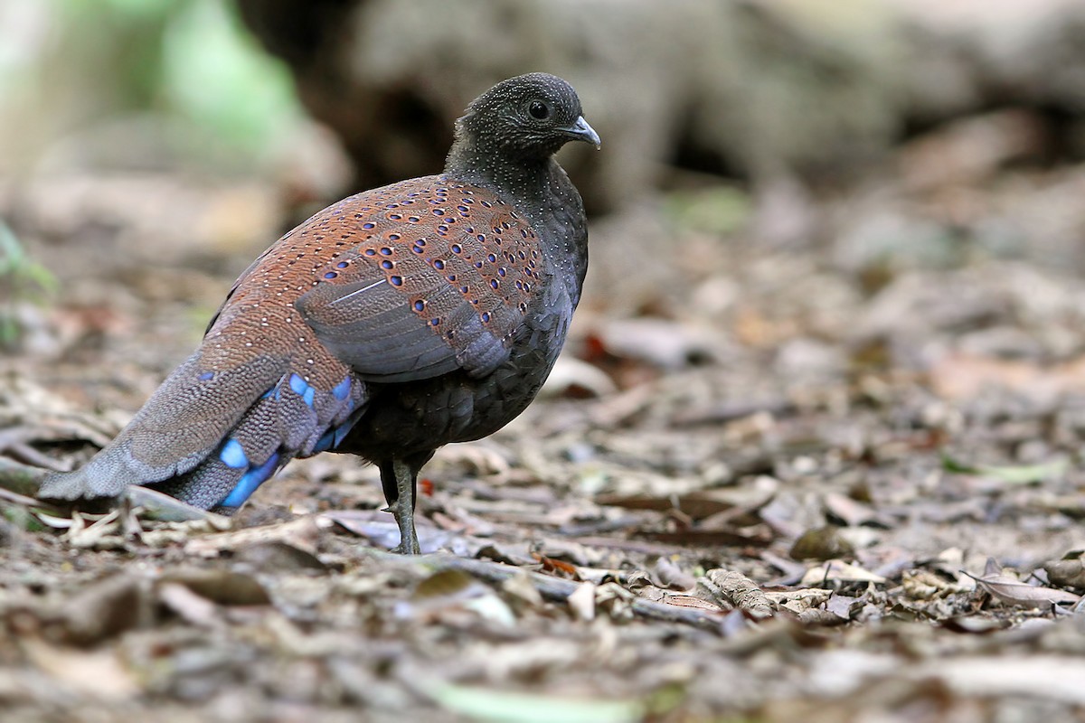 Mountain Peacock-Pheasant - James Eaton