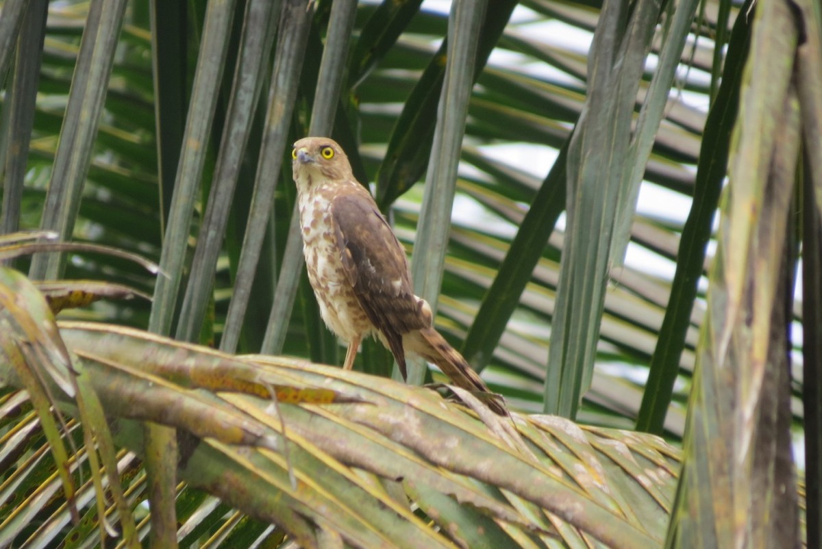 Frances's Sparrowhawk - Phil Gregory | Sicklebill Safaris | www.birder.travel