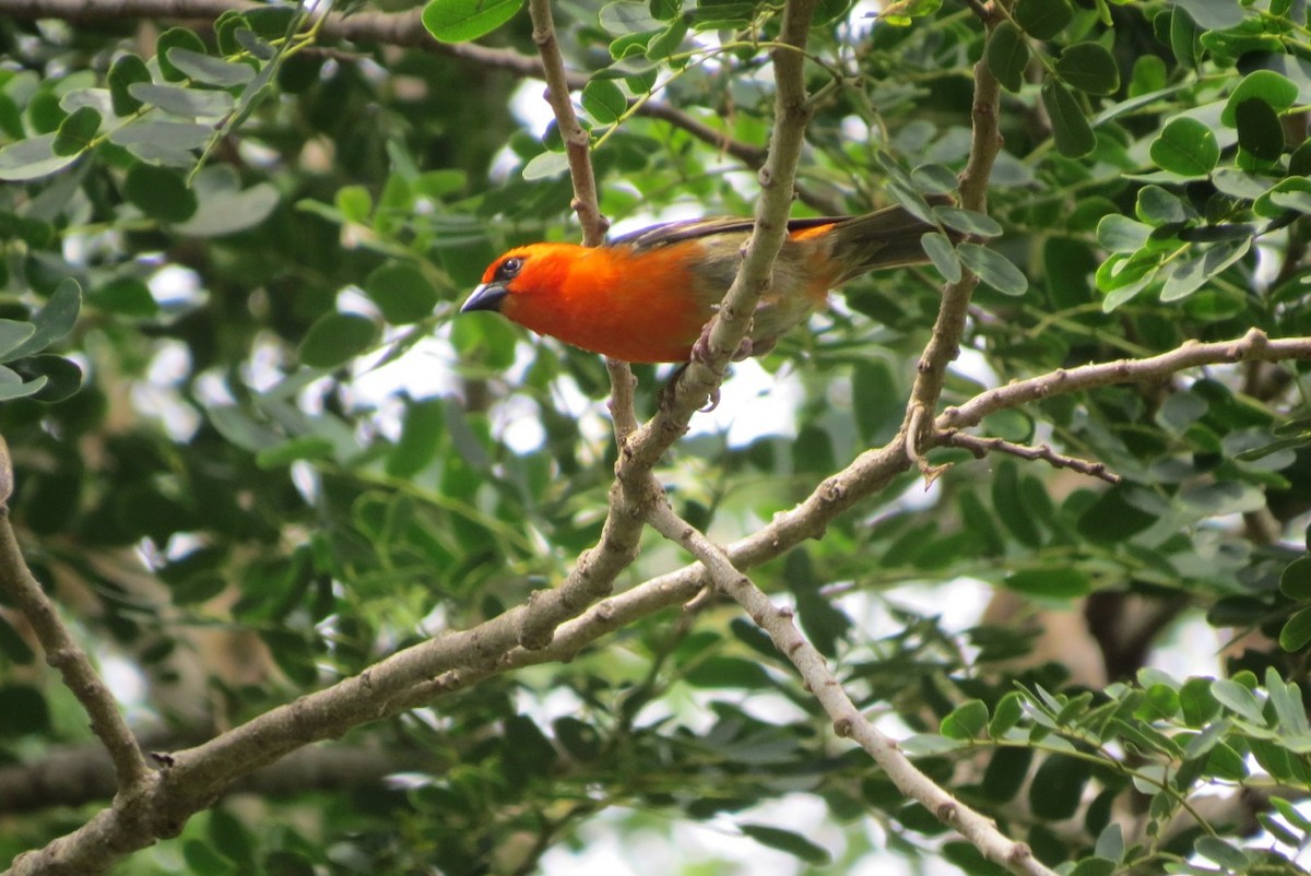 Red-headed Fody (Southern Comoros) - Phil Gregory | Sicklebill Safaris | www.birder.travel
